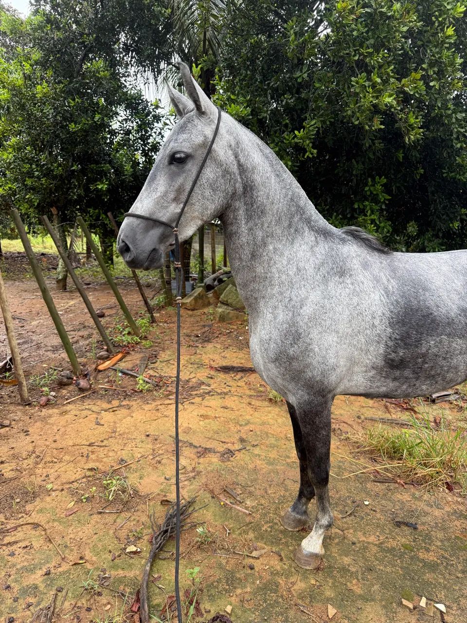 Égua Mangalarga Marchador