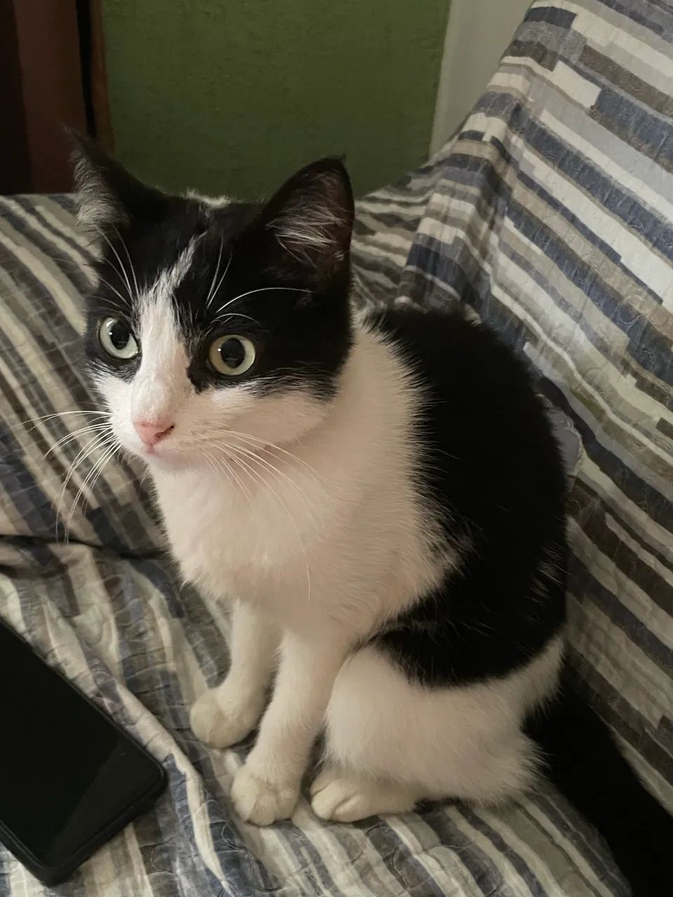 Gatinha pra adoção 