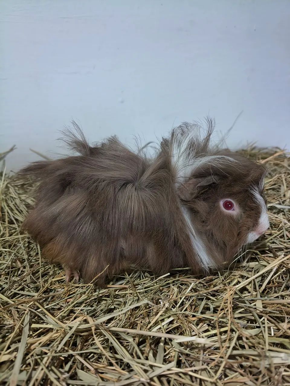 Porquinhos da índia peruanos 