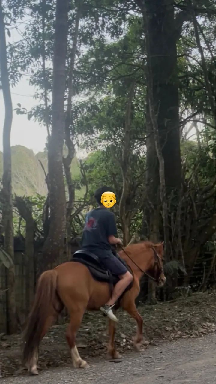 Pônei Piquira à venda - Foto 3