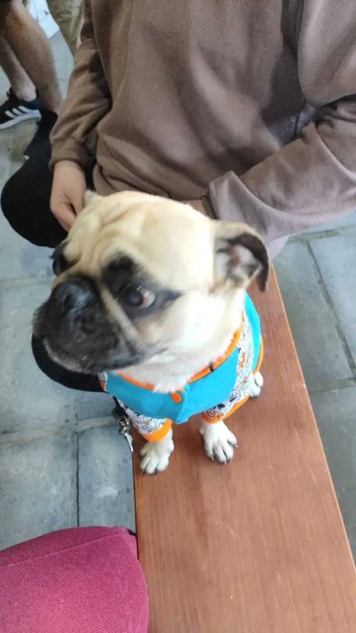 Pug macho  - Foto 5