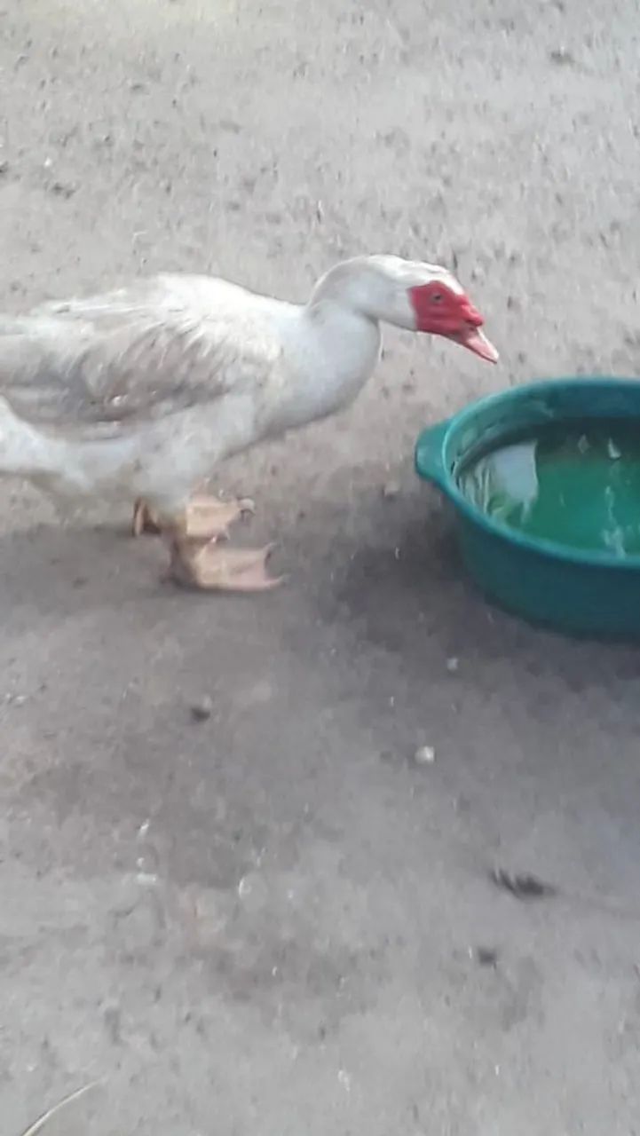 Pato - Foto 2