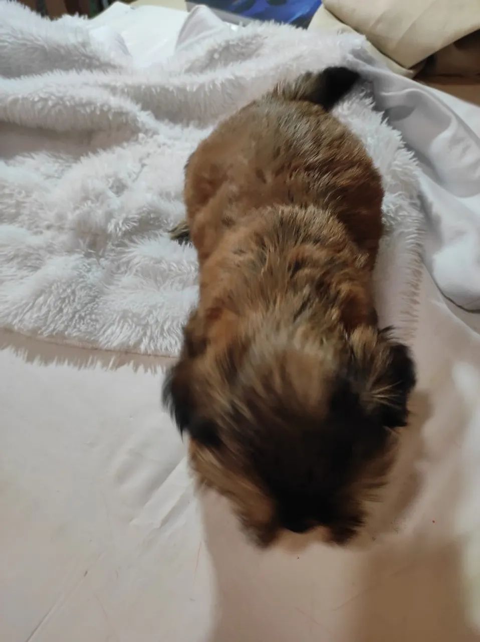 Vendo cachorro  - Foto 5