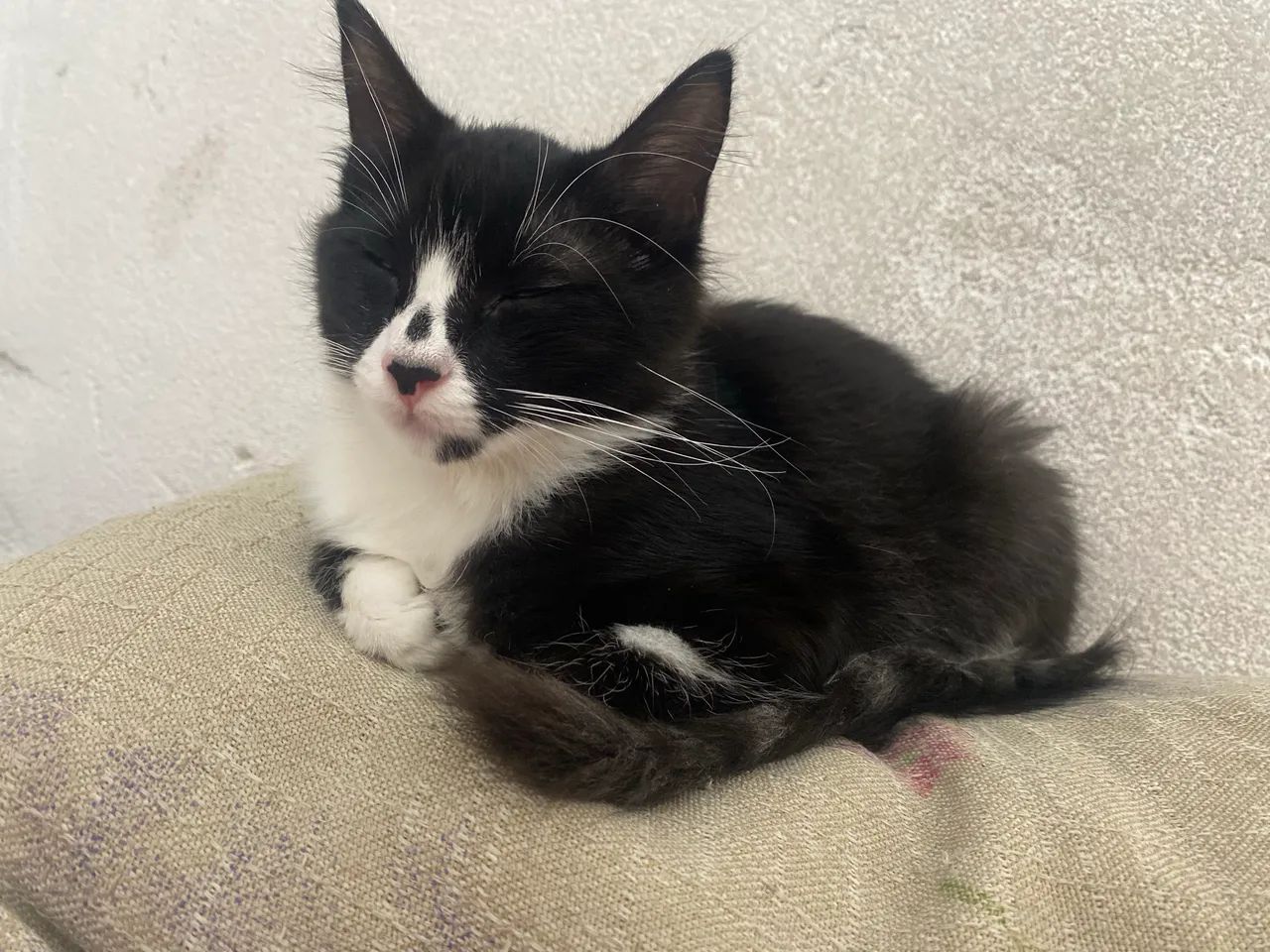Adoção gatinha filhote 