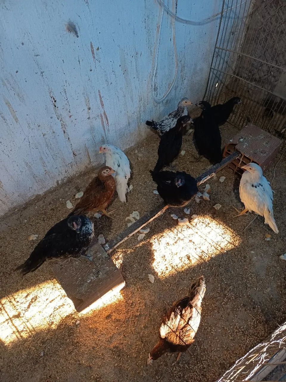 Lote frangas caipiras 