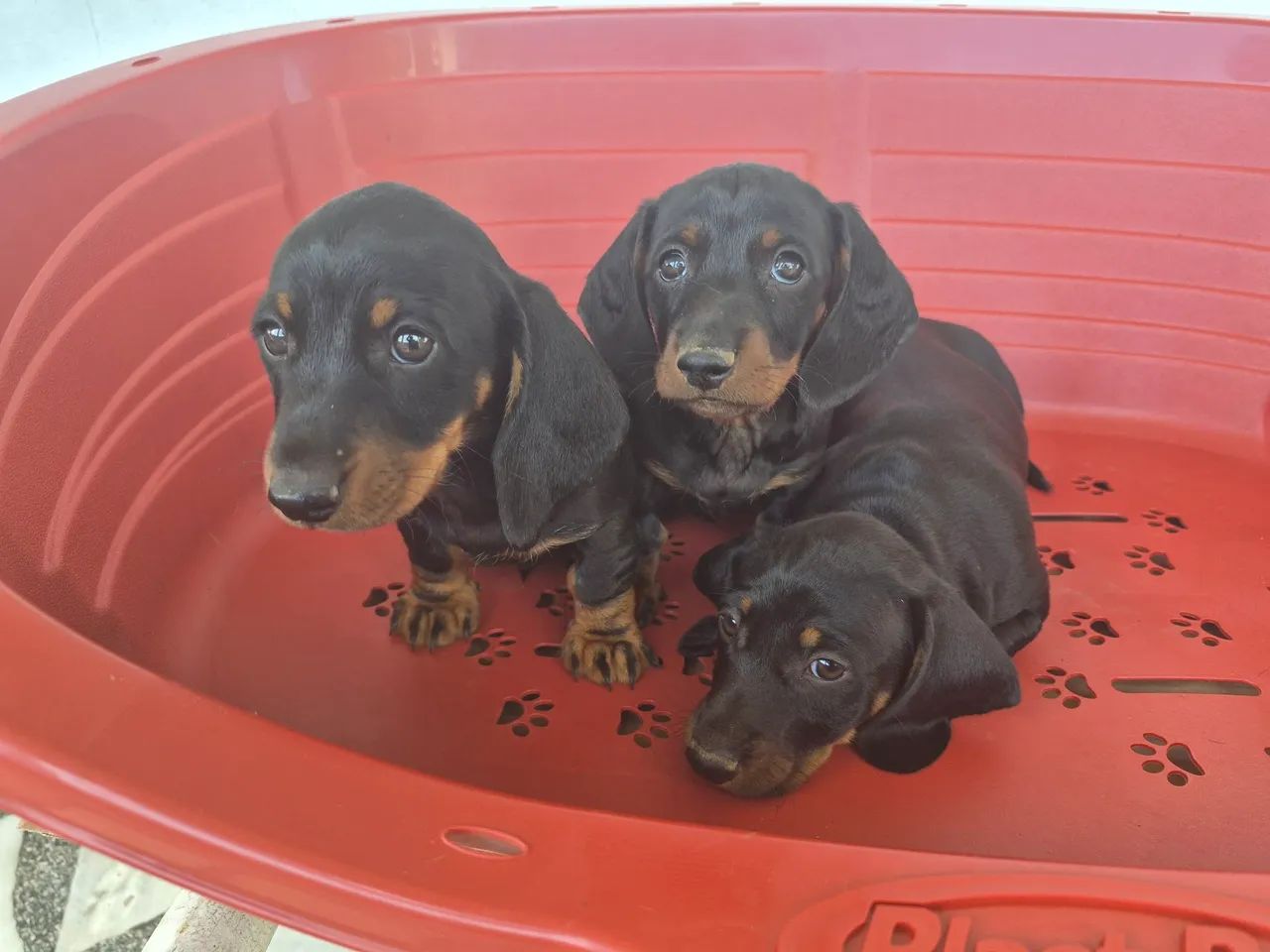 DACHSHUND filhotes machos