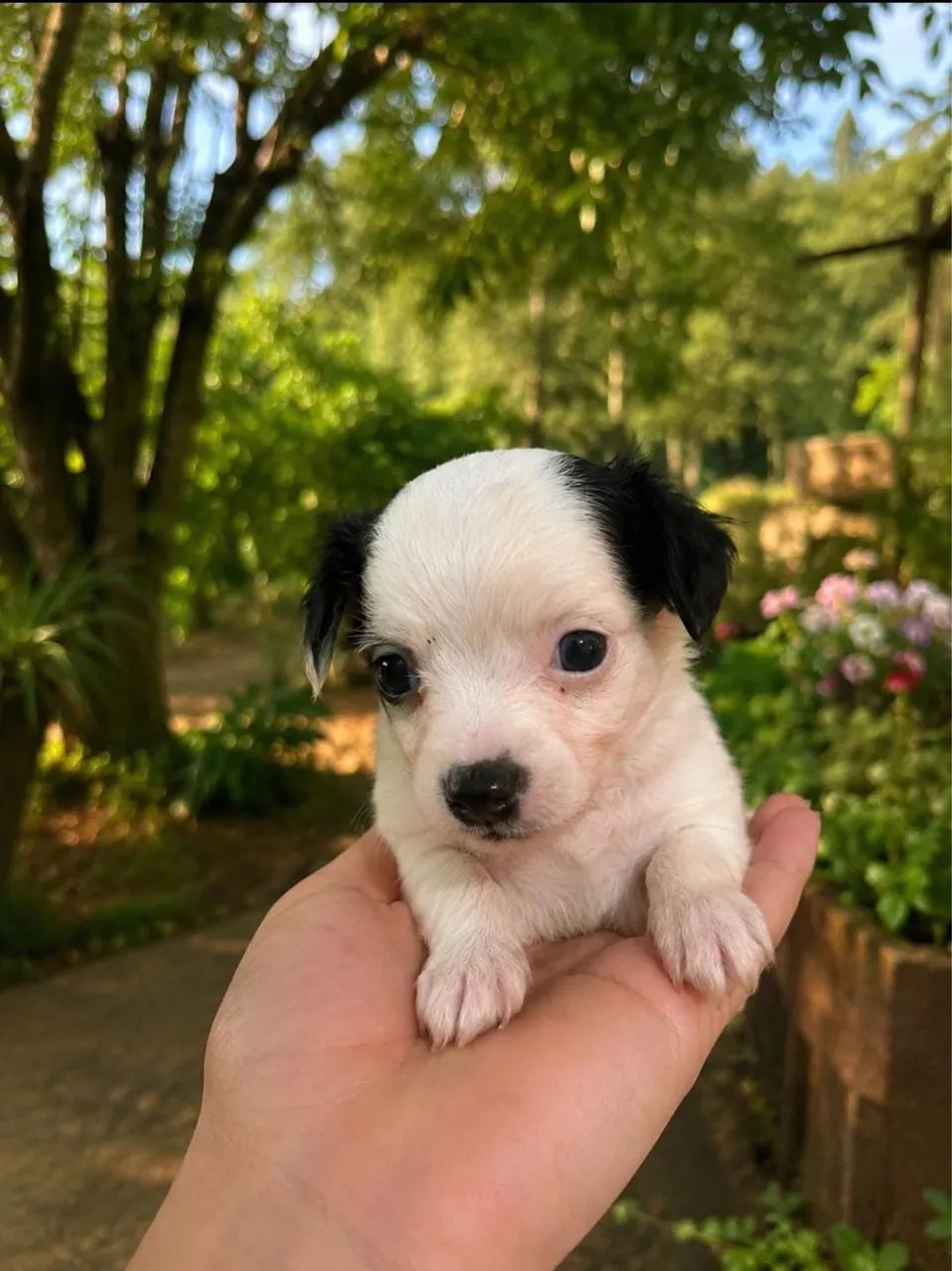 Chihuahua macho 