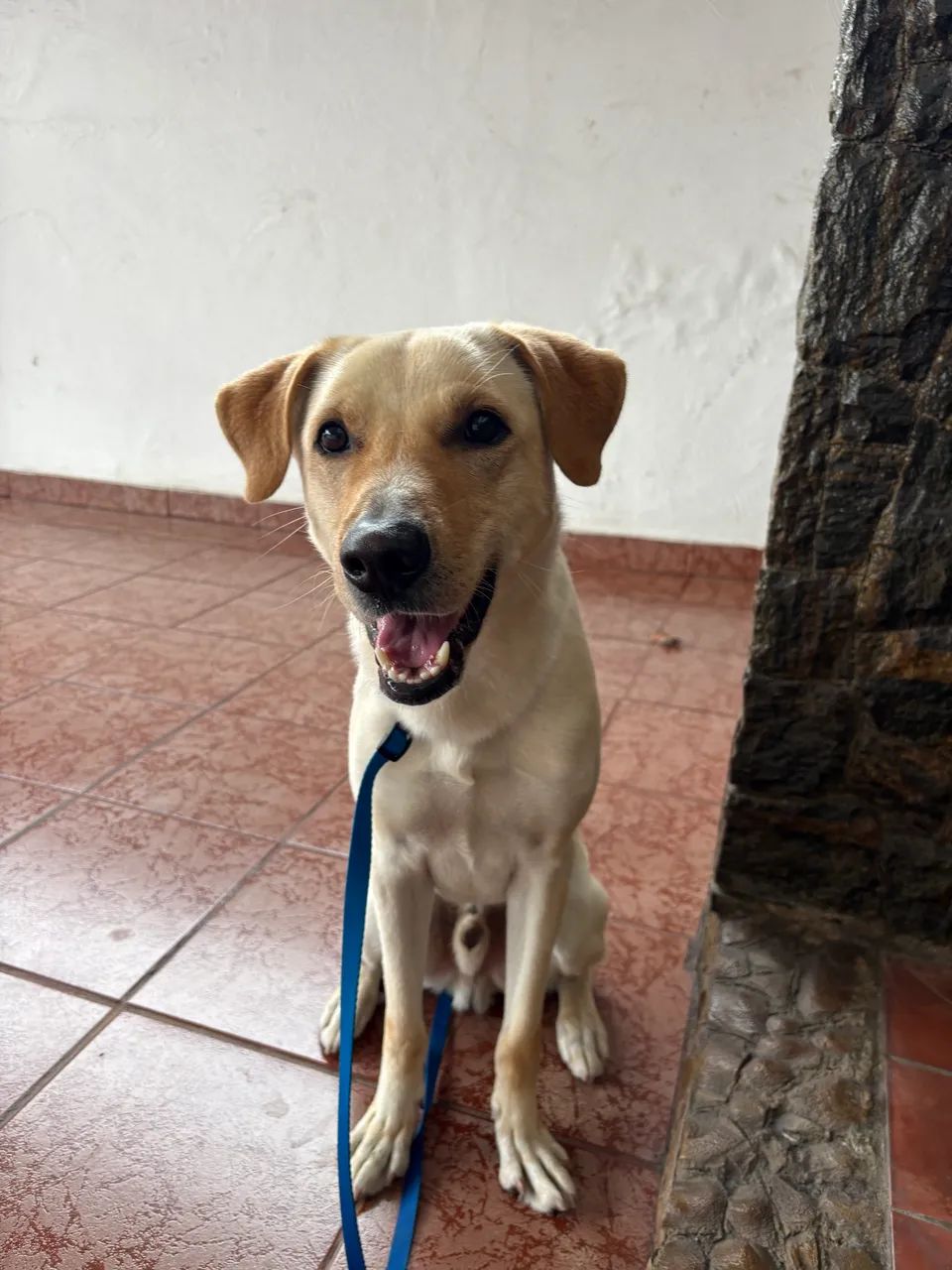 Logan para adoção responsável 