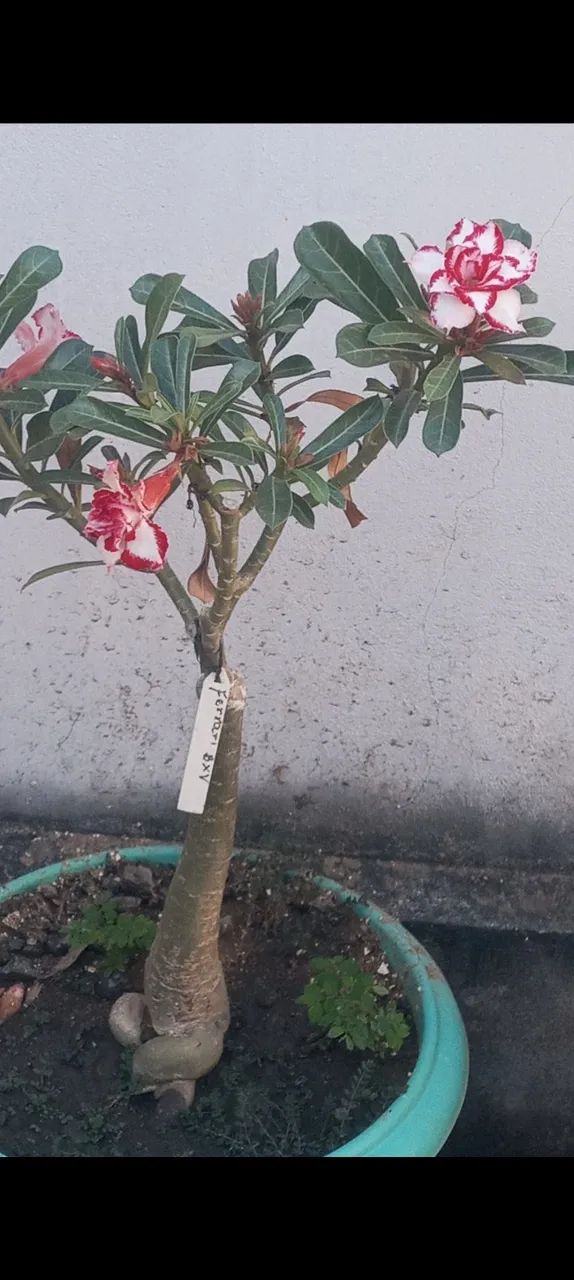 Plantas 
