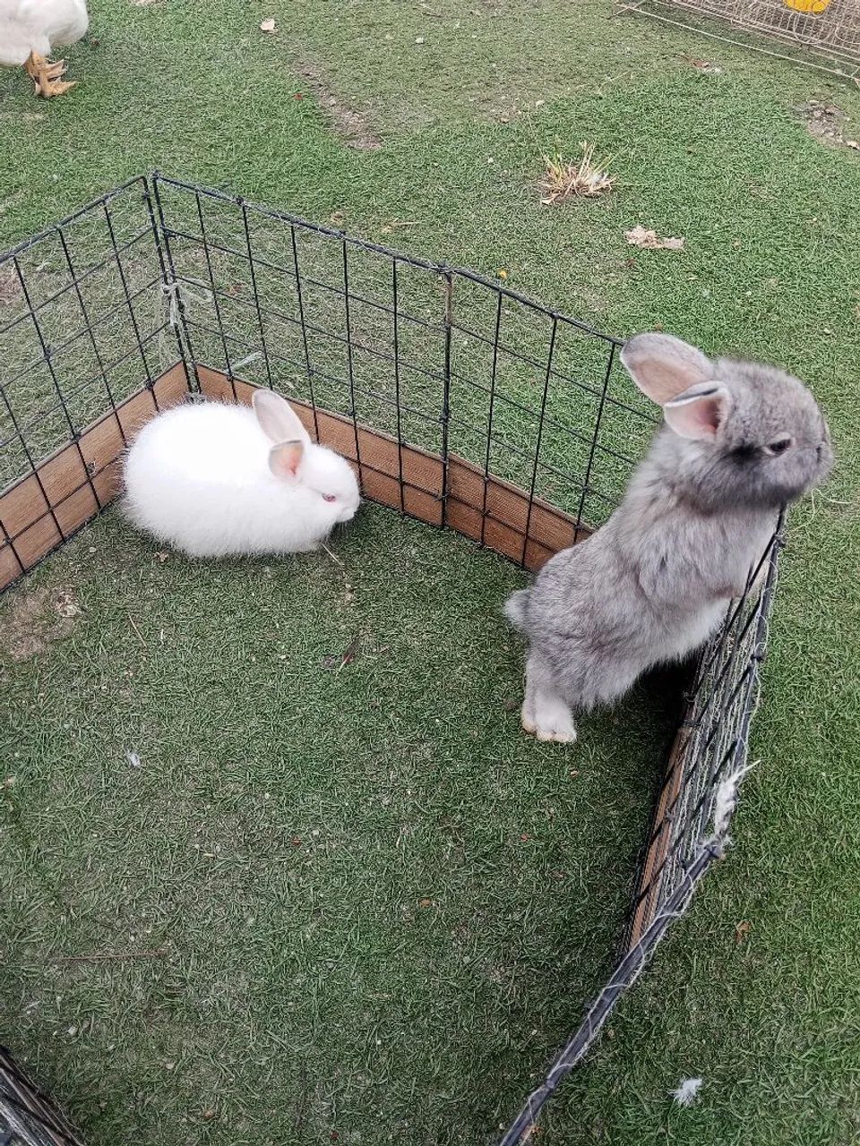 Coelho Teddy e porquinhos 