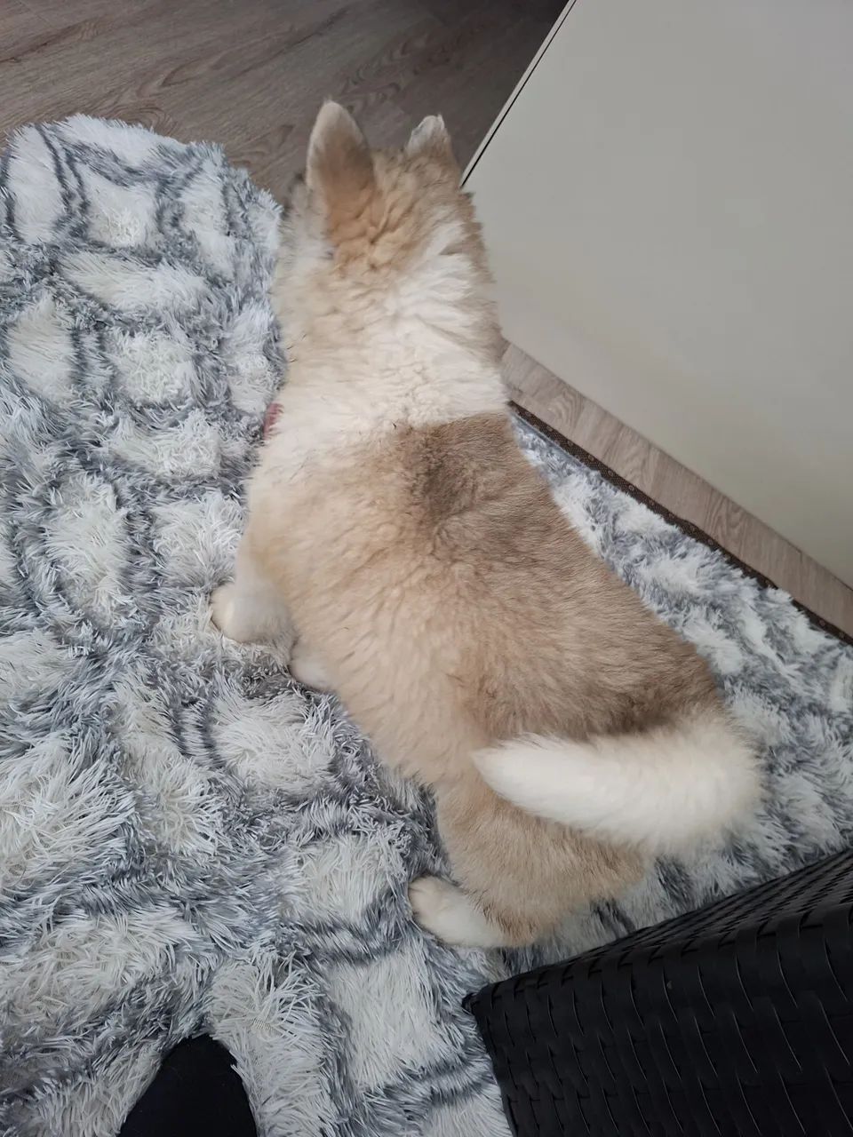 Filhotes de Husky  - Foto 2