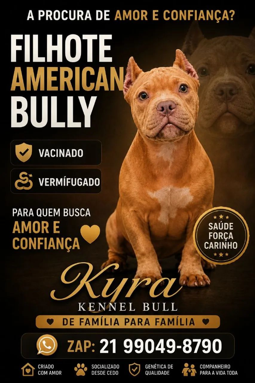 Filhote de American Bully 