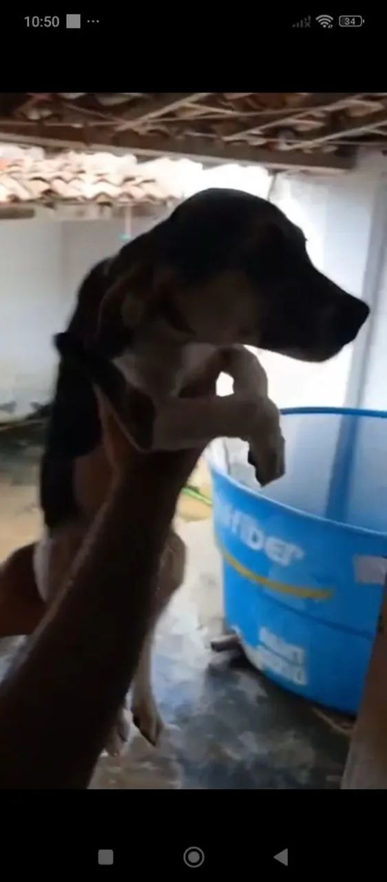 Beagle  - Foto 2