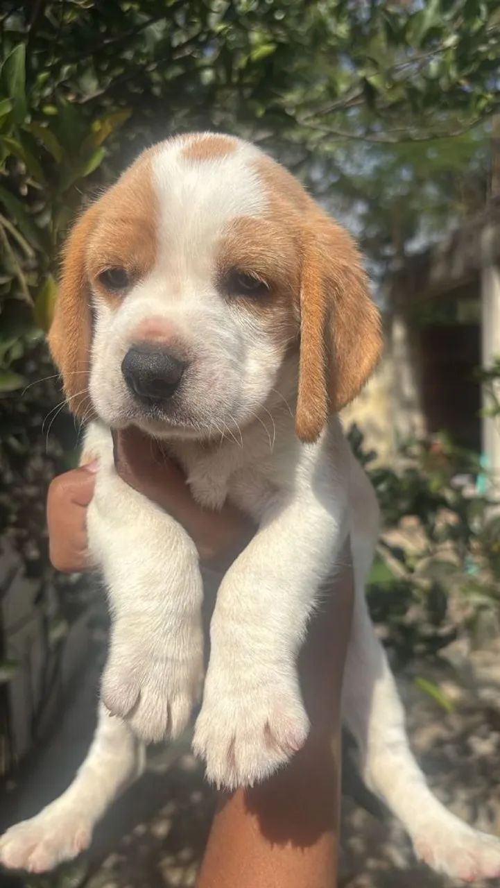 Fêmea linda de Beagle Porte 13 Polegadas com Exames - Foto 4