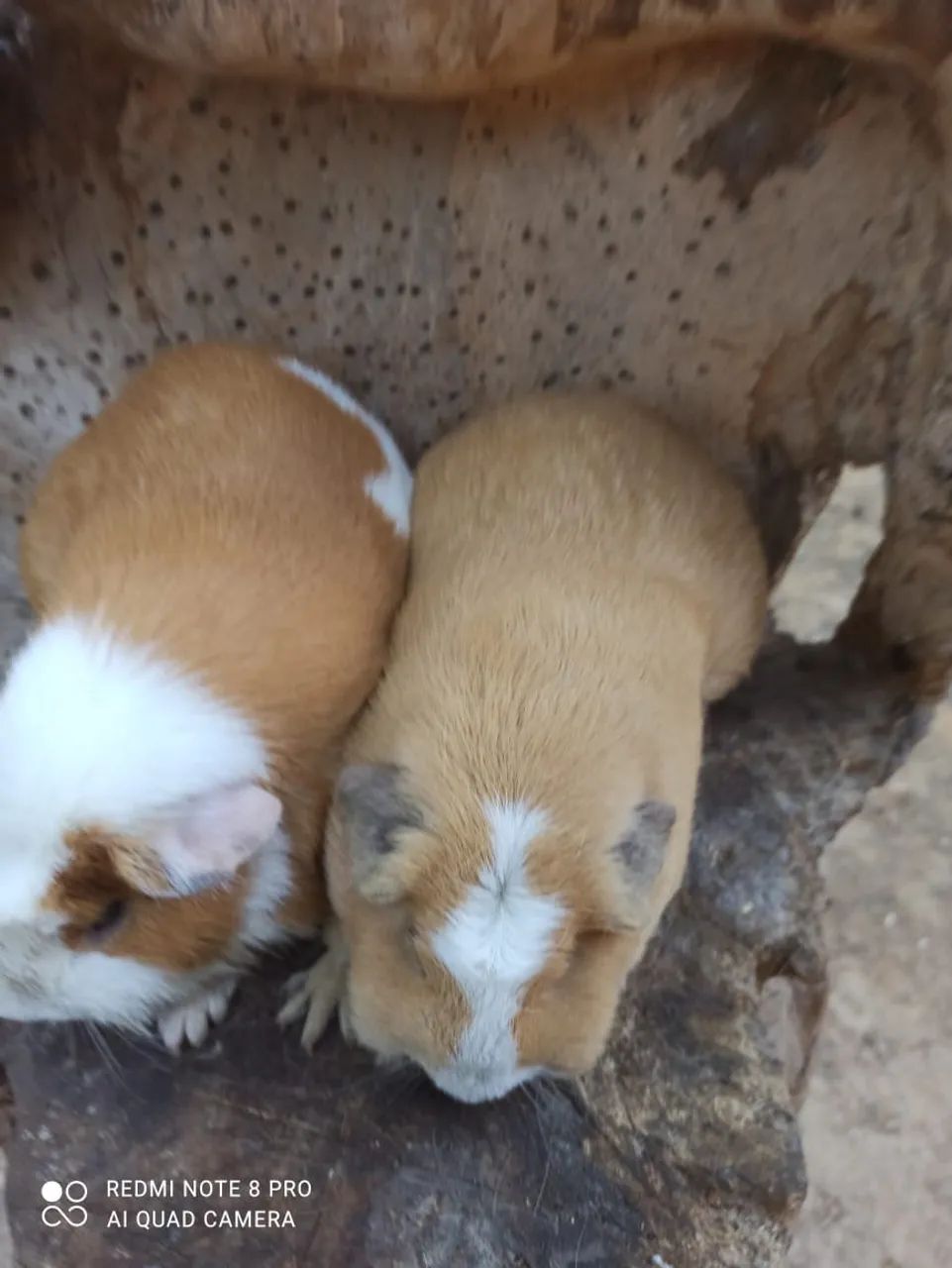 Animais  - Foto 4