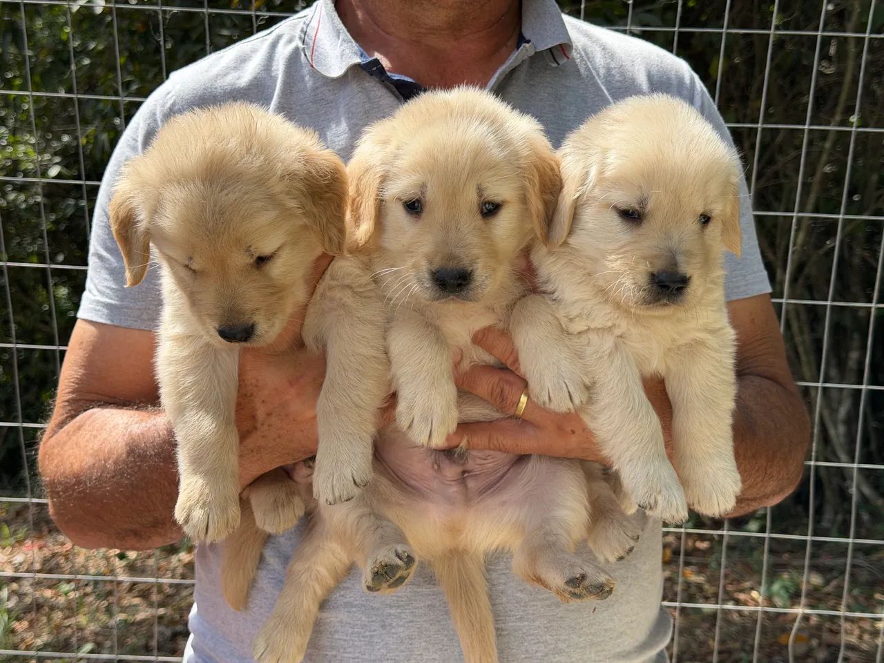 Golden Retriver  - Foto 4