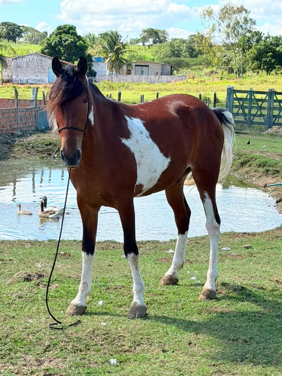 Cavalo  - Foto 3