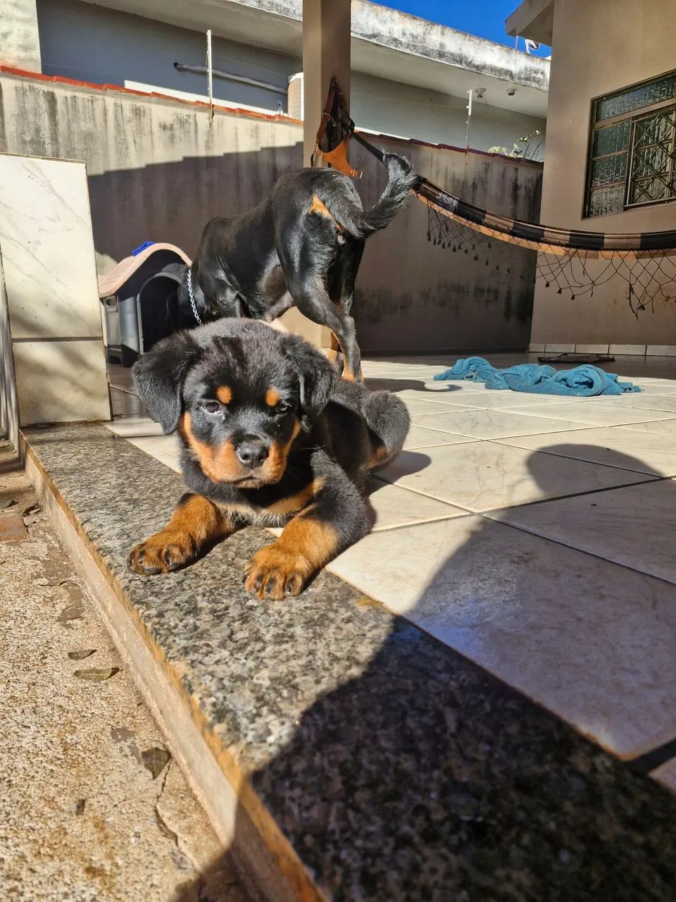 Filhotes de rottweiler  - Foto 4