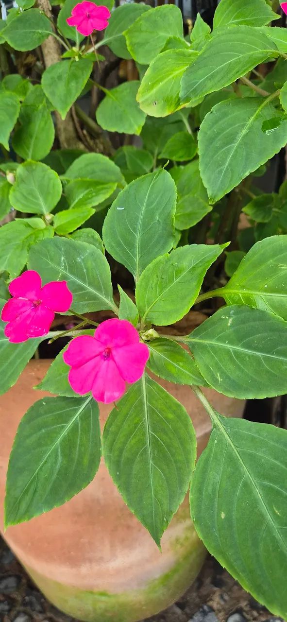 Vaga Cuidador Idosos p/ Casa de Repouso 