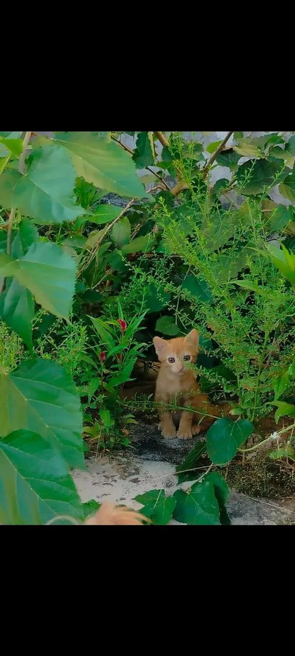 Gatos para Adoção 
