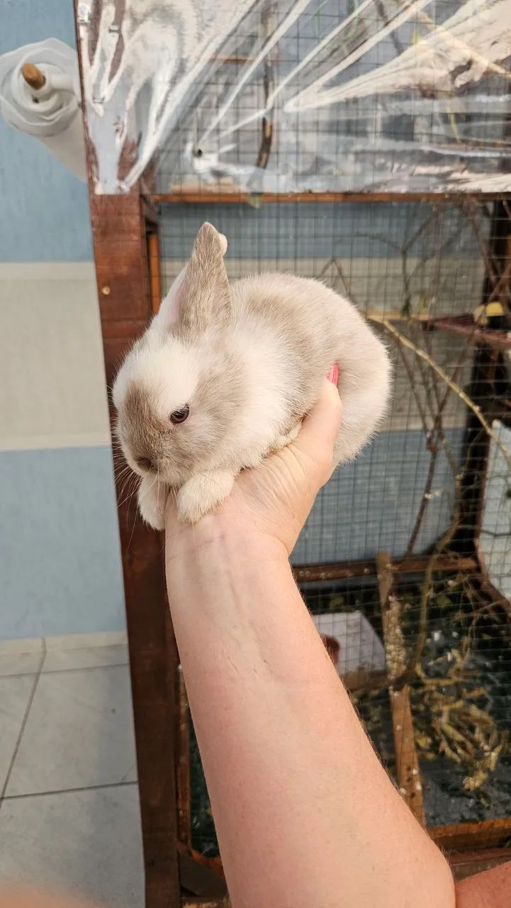 Coelho mini Anão 