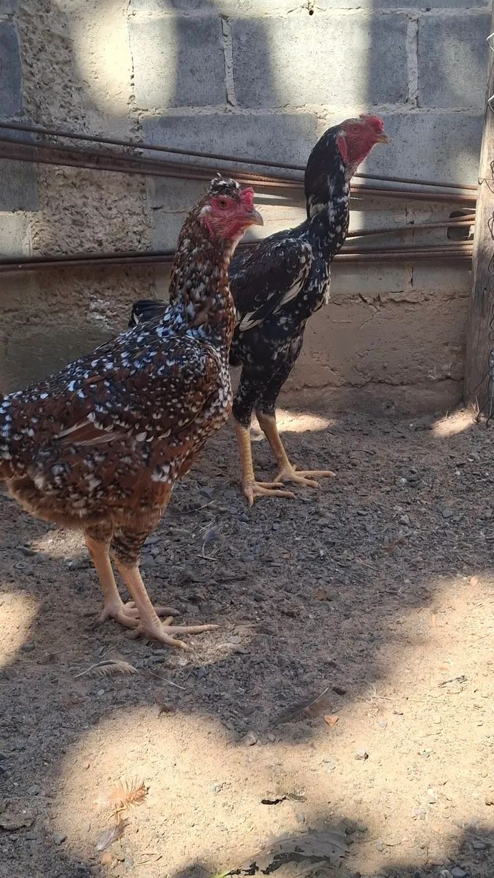 Galo  é galinha 