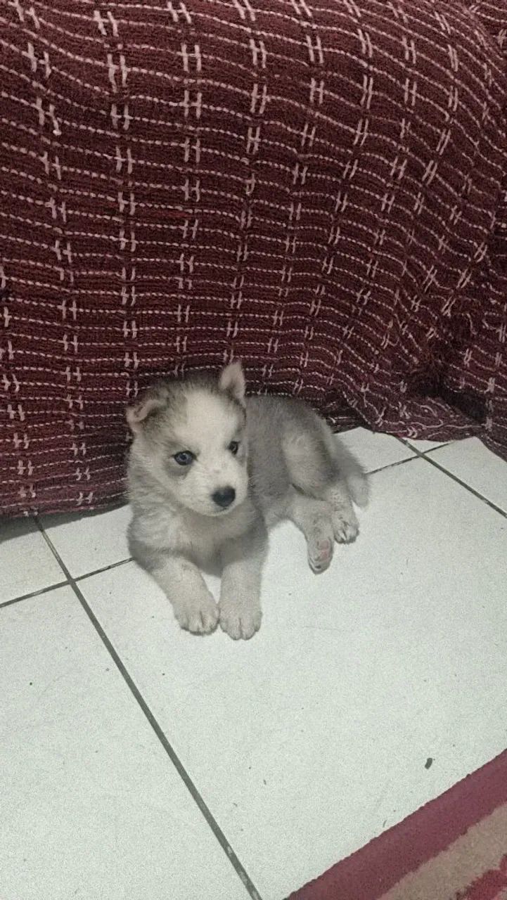 Husky siberiano macho 
