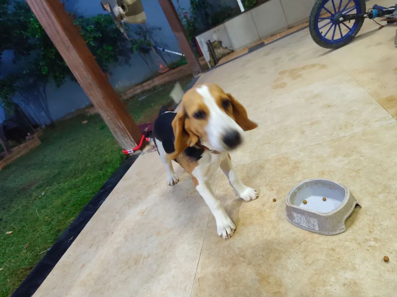 Cachorro 