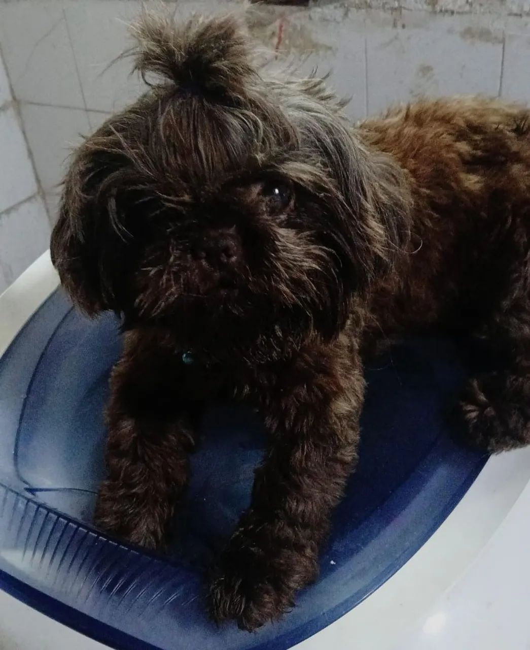 Troco macho de shitzu chocolate ?  e um filhote de Bulldogue francês por uma Fêmea de sh - Foto 2