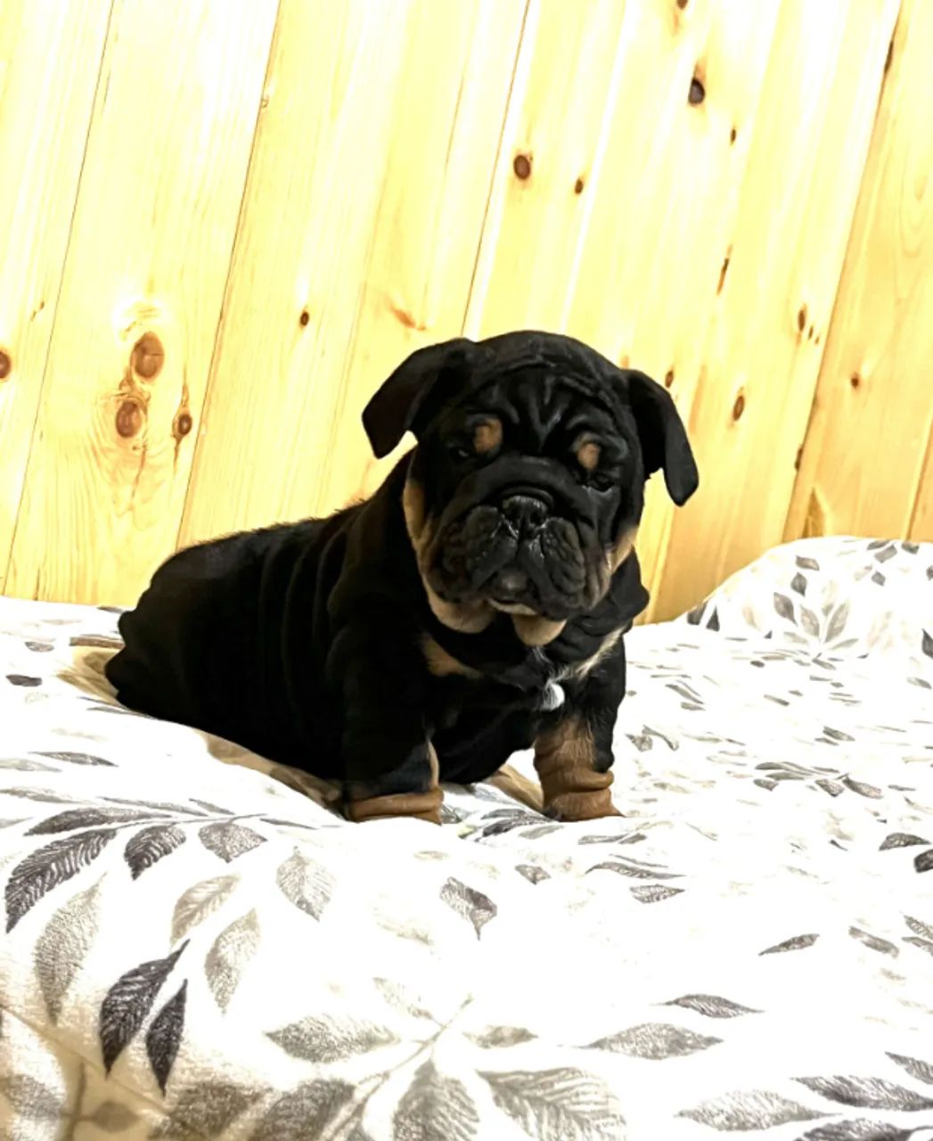 ? Último Bulldog