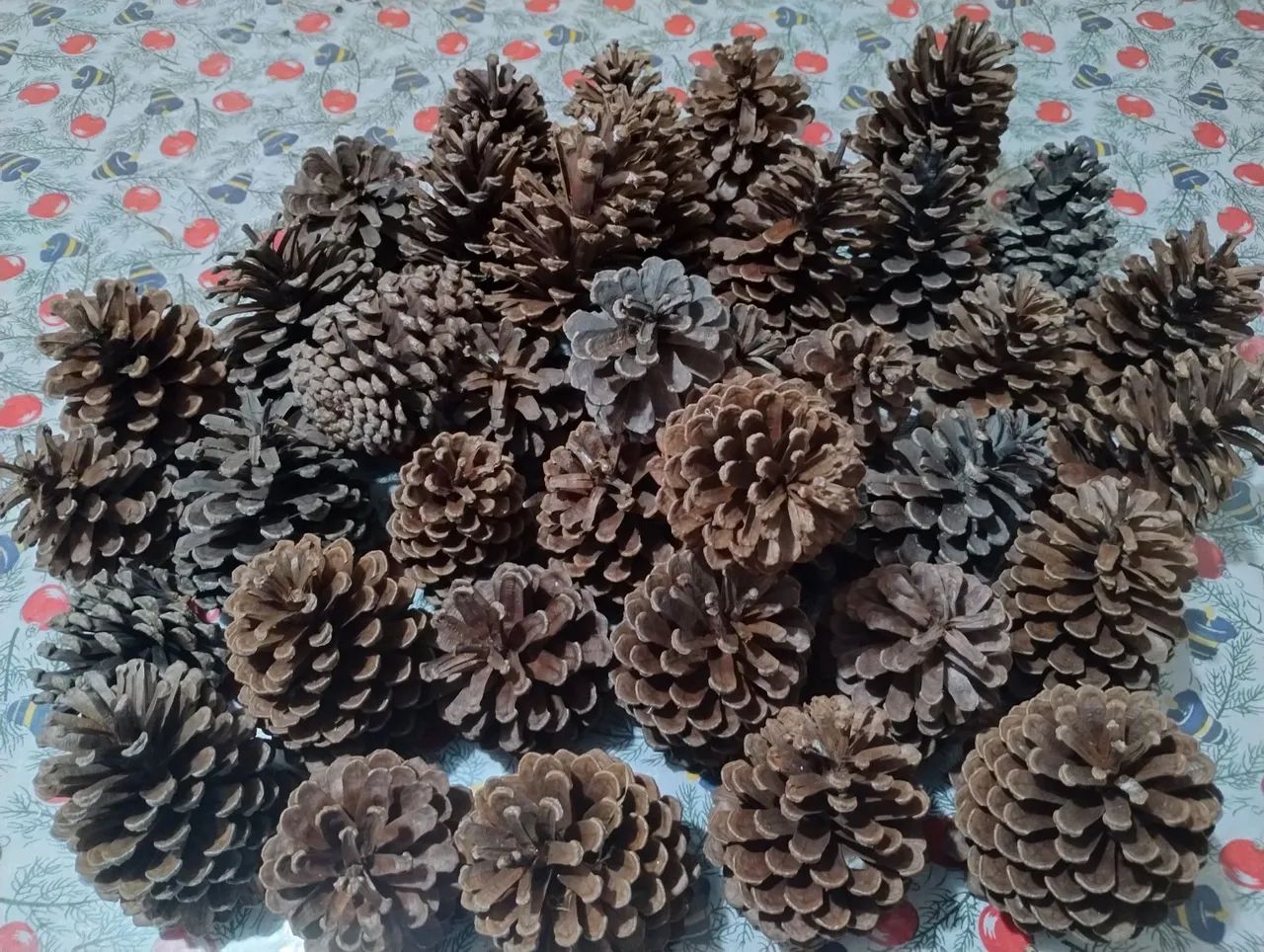 Lote de 35 pinhas Naturais, para decoração e artesanato.