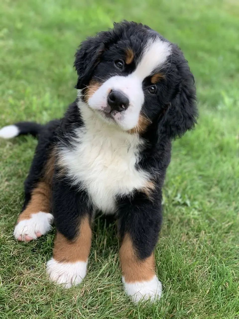 Filhote de Bernese