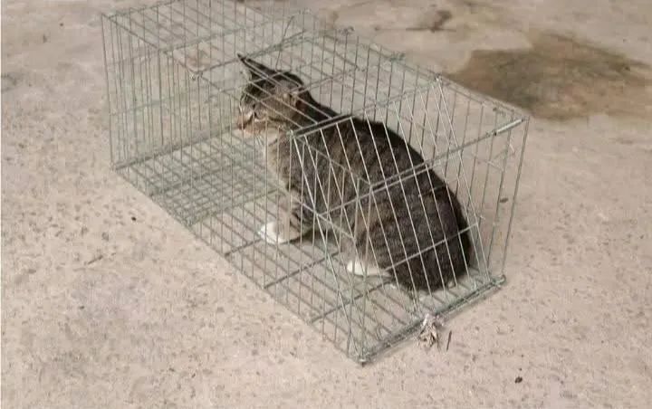 Vaccine Cage