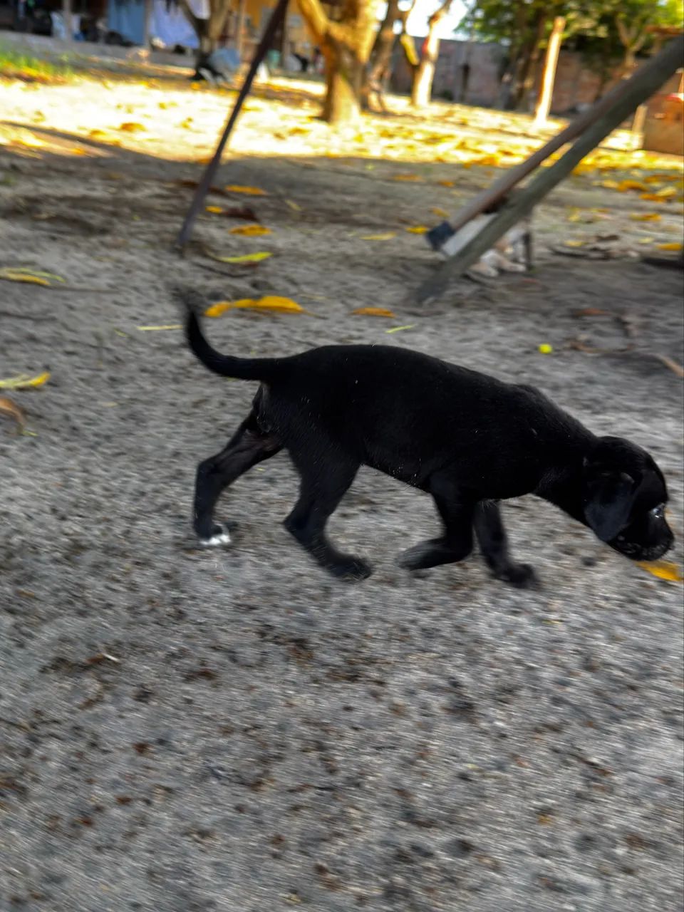 Doa-se cachorro  - Foto 2