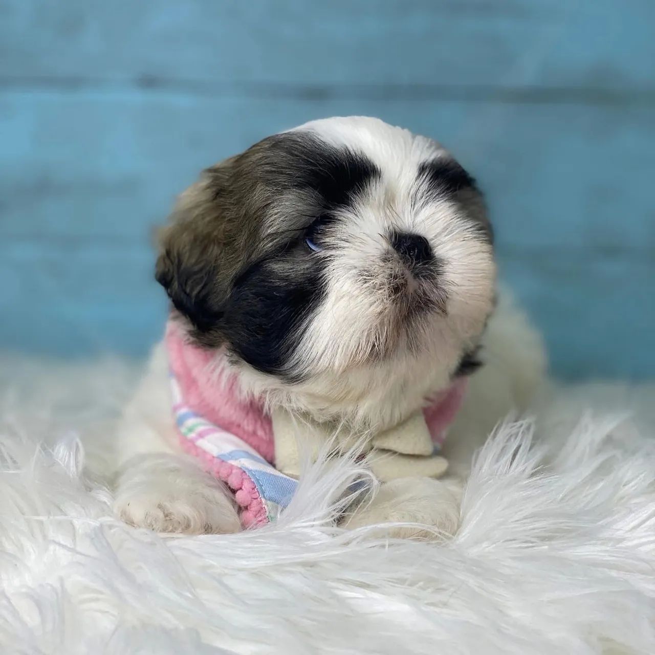 Shihtzu com pedigree  - Foto 3