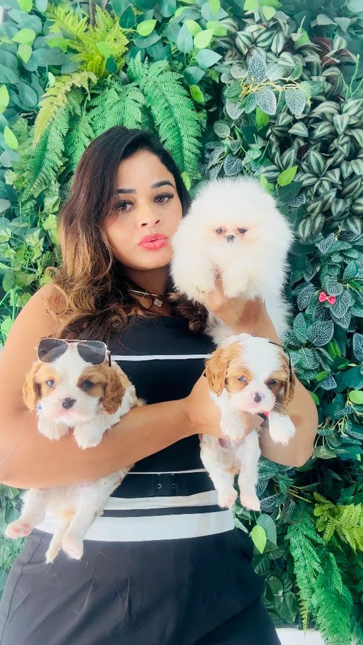 Cavalier King a pronta entrega 