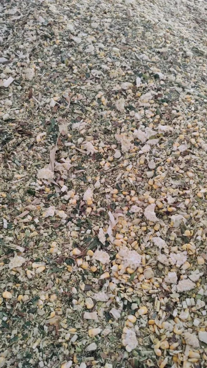 Silagem de milho grão total  - Foto 2