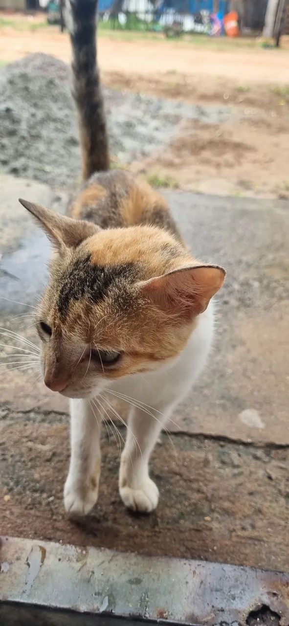 Gatinha - Foto 2