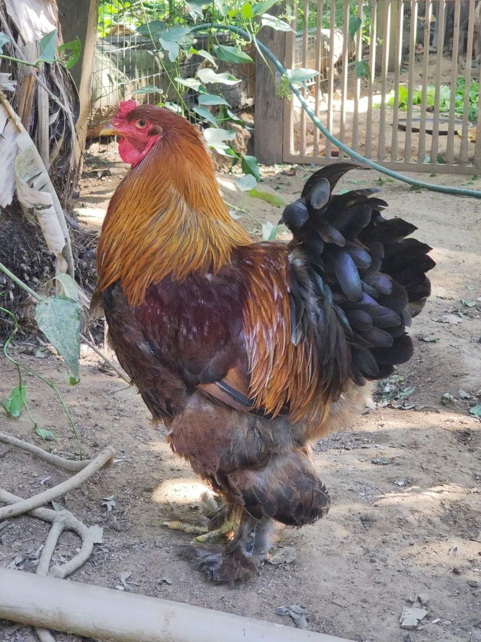 Galos brahma - Foto 3
