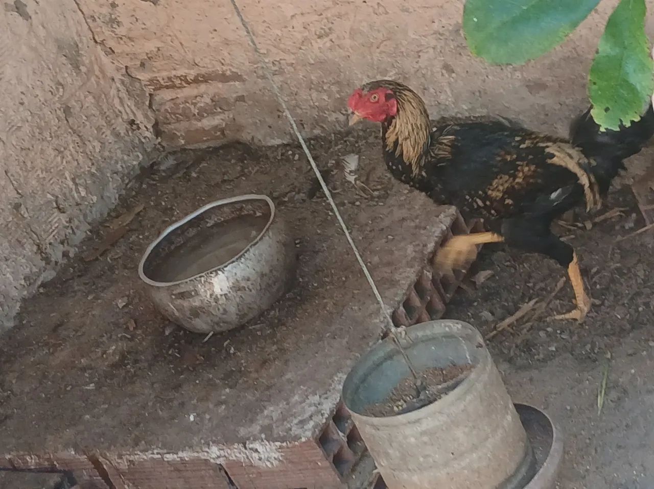 2 frango macho  - Foto 2