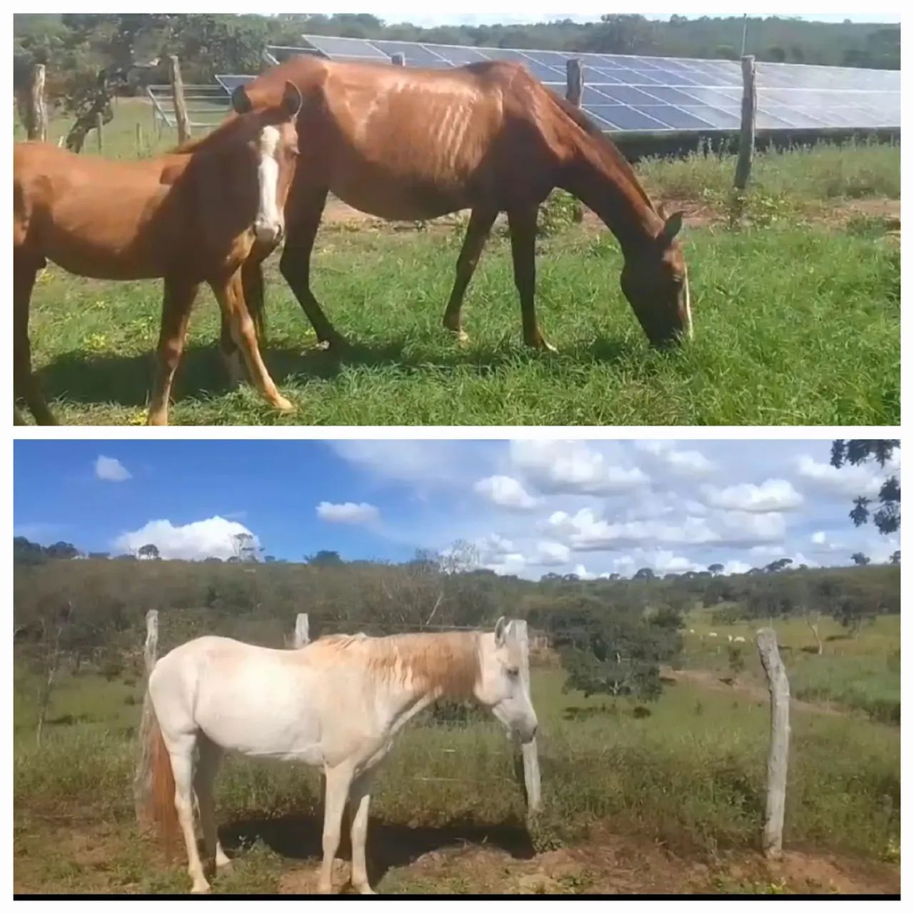 Potro e cavalo 1500 cada para venda! 