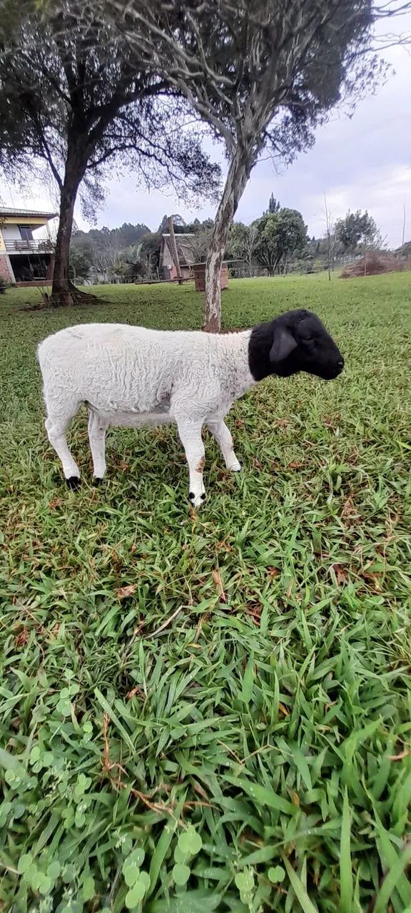 Vendo barato ovelhas dorper  - Foto 4