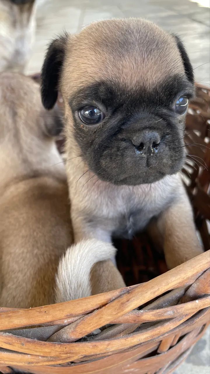 Pug macho  - Foto 4