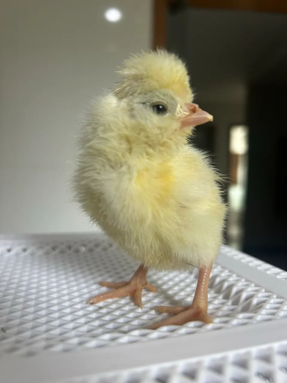 Galinha Polonesa  - Foto 2