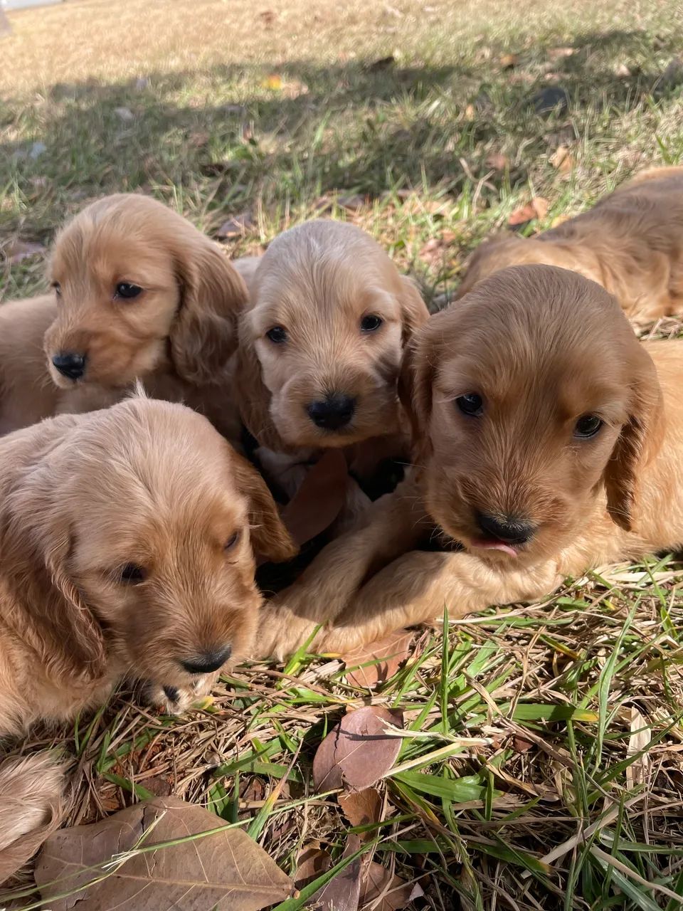 Cocker Spaniel  - Foto 3