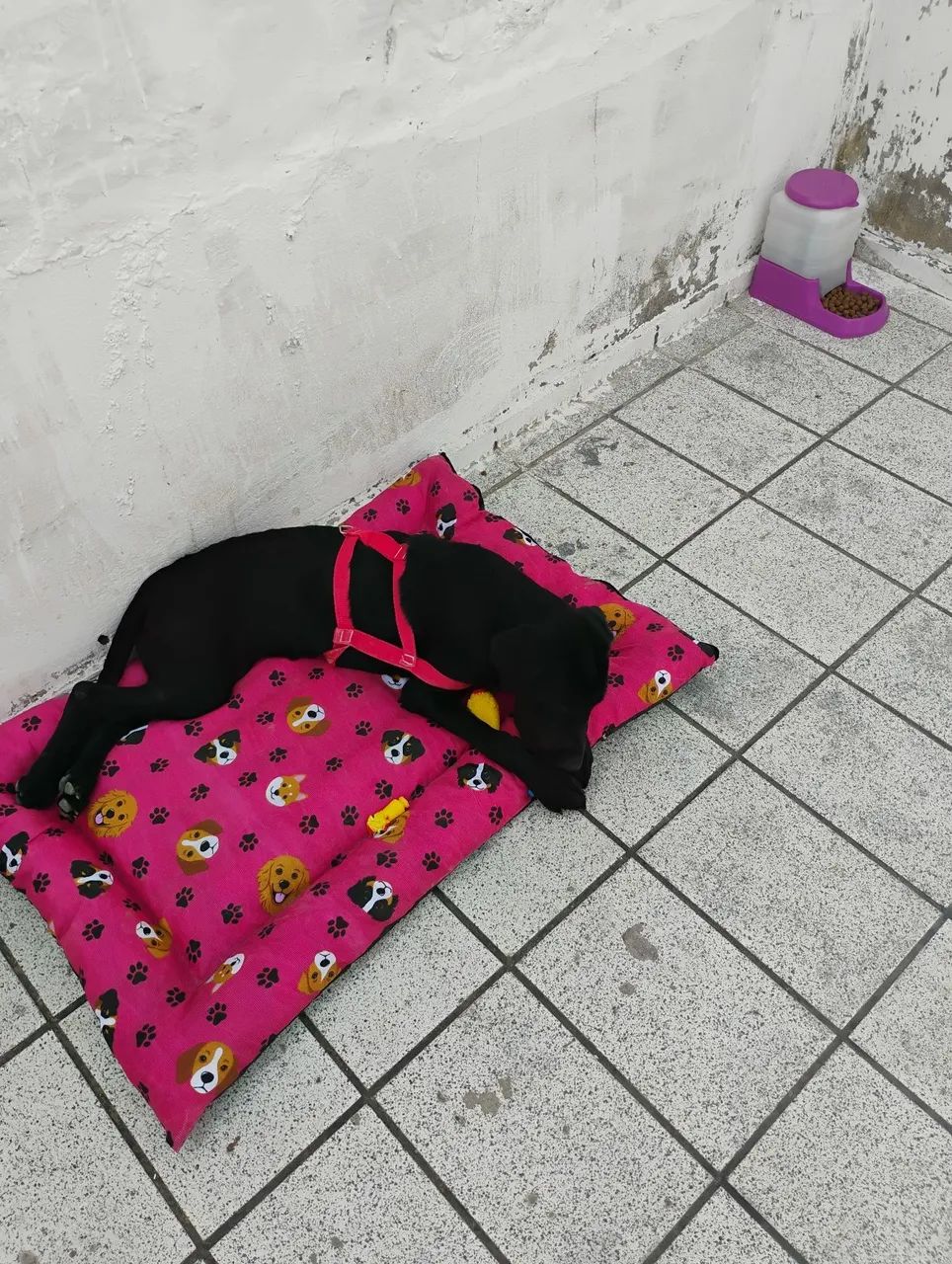 Adoção de labradora - Foto 5