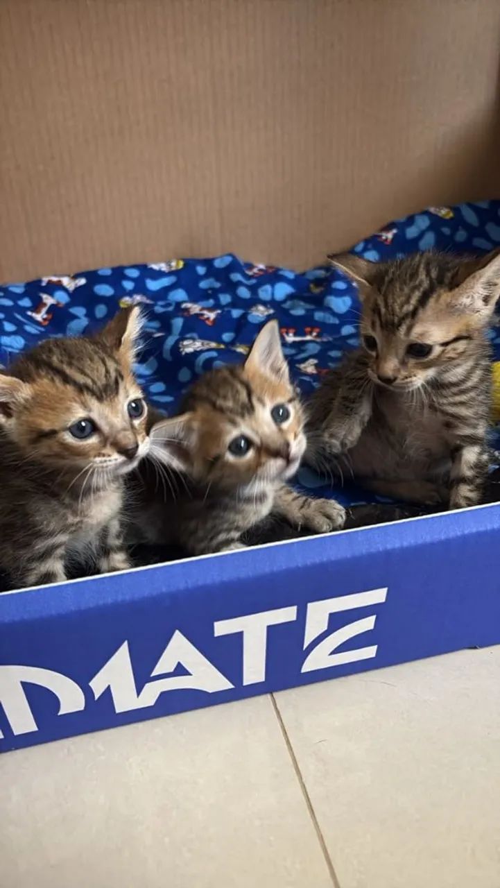 DOAÇÃO DE GATINHOS