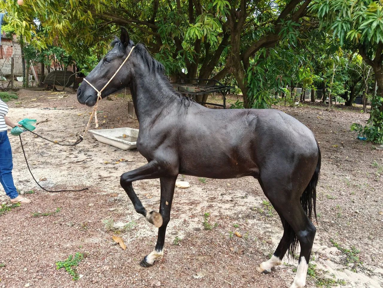 ? OPORTUNIDADE! Potro Manga larga ! Não tem reg<br>Vendo potro Mangalarga, marcha picada!<br><br> - Foto 5