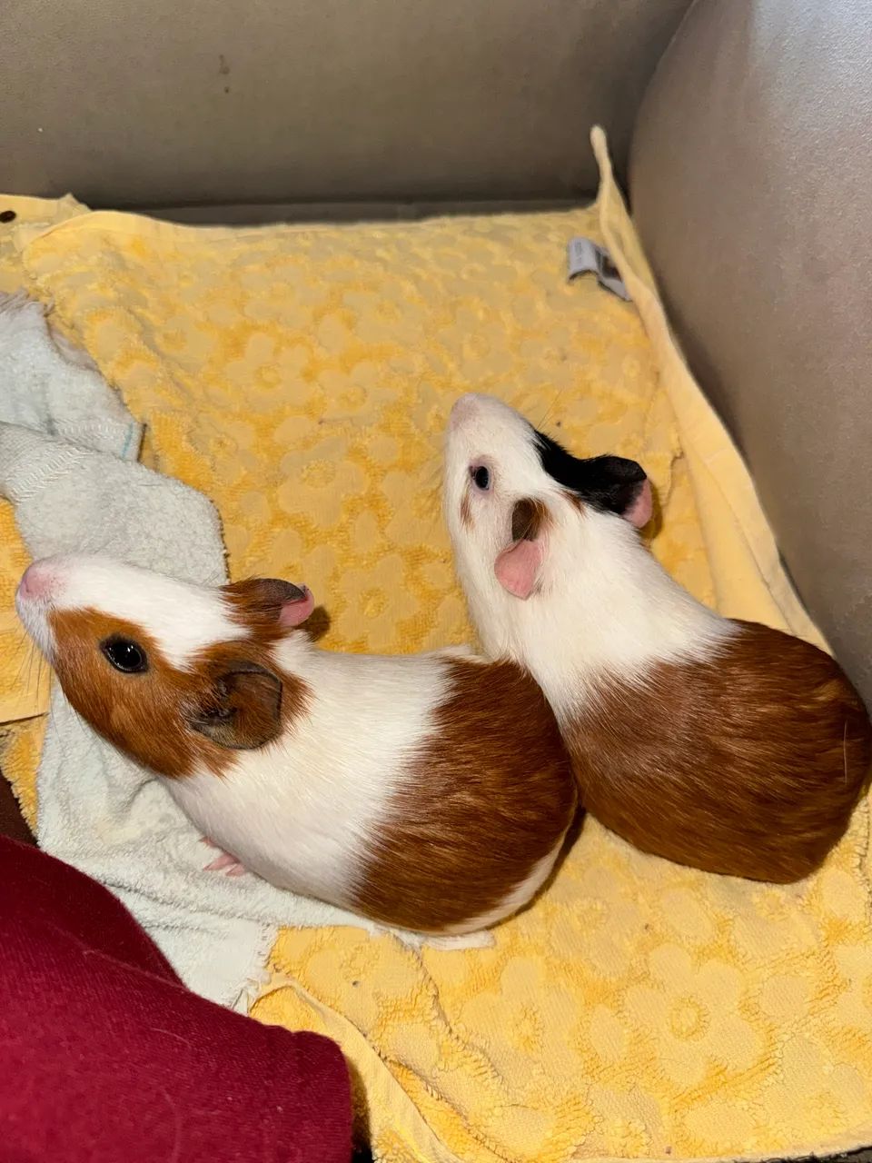 Casal de Porquinho da Índia Filhotes - Foto 5