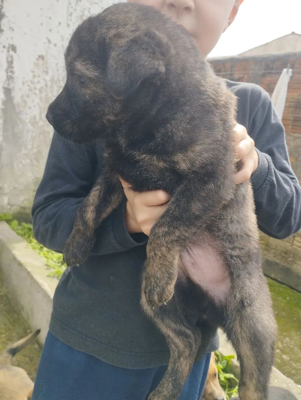 Doação de cachorro - Foto 2